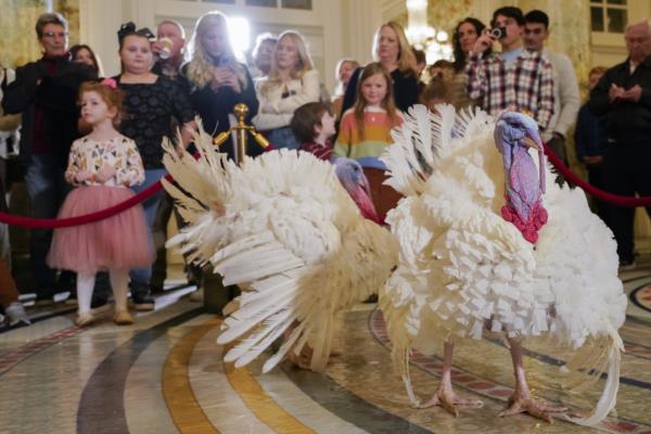 Presidential Pardon: Thanksgiving Turkeys Saved from Holiday Dinner